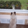 While you can\'t get that squirrel Cody, we can get you a \"Rat\" to bat around!